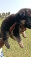 German Shepherd Puppies for sale in Chennai, Tamil Nadu, India. price: 14,000 INR