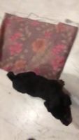 Rottweiler Puppies for sale in Ardee Mall, Ardee Mall, Block B, Ardee City, Sector 52, Gurugram, Haryana 122003, India. price: 10,000 INR