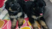 German Shepherd Puppies for sale in Krishnagiri, Tamil Nadu 635001, India. price: 15,000 INR