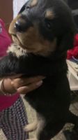 Rottweiler Puppies for sale in Hassan, Karnataka, India. price: 10,000 INR