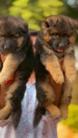 German Shepherd Puppies for sale in Mumbai, Maharashtra, India. price: 30,000 INR
