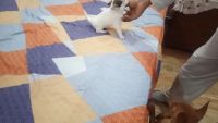 Chihuahua Puppies for sale in Pinjore Market, Pinjore, Haryana, India. price: 25 INR
