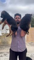 German Shepherd Puppies for sale in 1st Main Rd, Govindaraja Nagar Ward, MC Layout, Vijayanagar, Bengaluru, Karnataka 560040, India. price: 30,000 INR