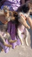 German Shepherd Puppies for sale in Narmadapuram, Madhya Pradesh, India. price: NA