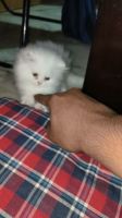 Persian Cats for sale in Begumpet, Hyderabad, Telangana, India. price: 10 INR