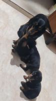 Dachshund Puppies for sale in Chamrajpet, Bengaluru, Karnataka, India. price: 4,500 INR