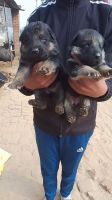 German Shepherd Puppies for sale in Bawal, Haryana 123501, India. price: 12,000 INR
