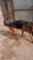 German Shepherd Puppies for sale in Ambala, Haryana, India. price: 133,001 INR