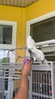 Cockatoo Birds for sale in Jacksonville, FL, USA. price: $2,750