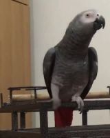 African Grey Birds for sale in Provo, UT, USA. price: $400