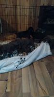 Doberman Pinscher Puppies for sale in Harrison, MI 48625, USA. price: $1,400