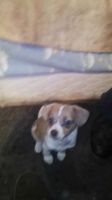 Chiapom Puppies for sale in Bellingham, WA, USA. price: $750