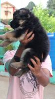 German Shepherd Puppies for sale in Ooty, Tamil Nadu, India. price: 16,000 INR