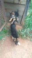 German Shepherd Puppies for sale in Sagara, Karnataka, India. price: 10,000 INR