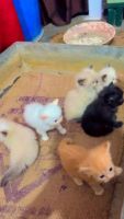 Persian Cats for sale in Bhopal, Madhya Pradesh, India. price: 12,000 INR
