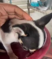 Chihuahua Puppies for sale in Namakkal, Tamil Nadu, India. price: 12,000 INR