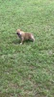 Shiba Inu Puppies for sale in Mammoth Spring, AR 72554, USA. price: $850