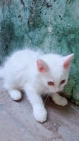 Persian Cats for sale in Lucknow, Uttar Pradesh, India. price: 8,000 INR