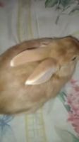 Mini Rex Rabbits for sale in Palmdale, CA, USA. price: $45