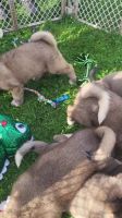 Akita Puppies for sale in Sanborn, NY 14132, USA. price: $1,500