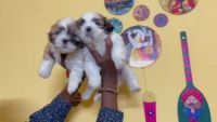 Lhasa Apso Puppies for sale in Hyderabad, Telangana, India. price: 24,000 INR