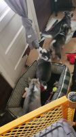 Siberian Husky Puppies for sale in Neavitt, MD 21652, USA. price: $500