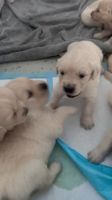 Golden Retriever Puppies for sale in St Ives Chase NSW 2075, Australia. price: $2,000