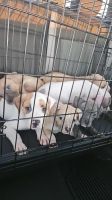 American Staffordshire Terrier Puppies for sale in Bossier City, Louisiana. price: NA
