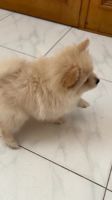 Pomeranian Puppies for sale in Parramatta, New South Wales. price: $2,500