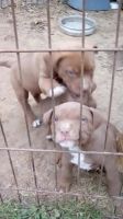 American Bulldog Puppies for sale in Dawson Springs, Kentucky. price: $15,000