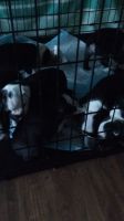 Boston Terrier Puppies for sale in Seffner, Florida. price: $900