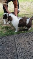 St. Bernard Puppies for sale in Hutchinson, Kansas. price: NA