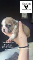 French Bulldog Puppies for sale in Statesville, NC, USA. price: $4,500