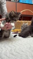 Maine Coon Cats for sale in Chicago Metropolitan Area, USA. price: $400