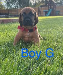 Bloodhound puppies looking for their forever home