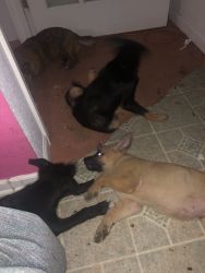 Bunch of puppies for sale