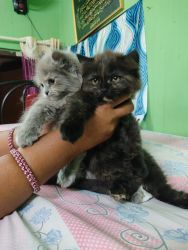 Persian cat 5monts old