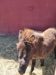 1 year old mini mule
