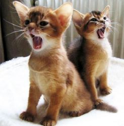 NMJHTY Abyssinian kittens