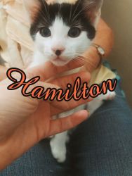 Hamilton the Tuxedo Cat