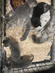 6-7 week old Kittens