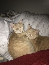 Have twins for rehome. Apartment complex will not accept