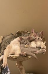 Abyssinian Kittens READY [ONLY 2 LEFT]