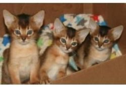 Cute and adorable Abyssinian kittens available for sale