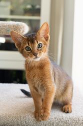 Abyssinian Kittens for sale