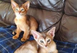 2 Abyssinian Boys for sale
