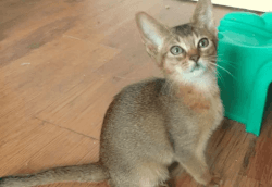 FEMALE ABYSSINIAN KITTENS AVAILABLE