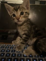 Kitten/catfreekitten