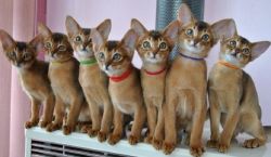 TICA Registered Abyssinian Kittens