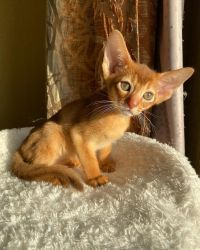 Healthy Registered Abyssinian Kittens